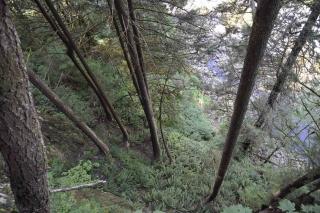 Aerial view of a forest