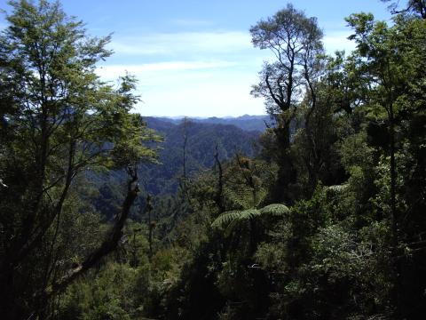 Forest with blue sky in background