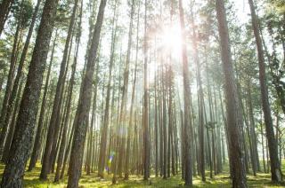 Sunlight filtering through a forest