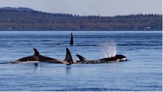 Orca Whales